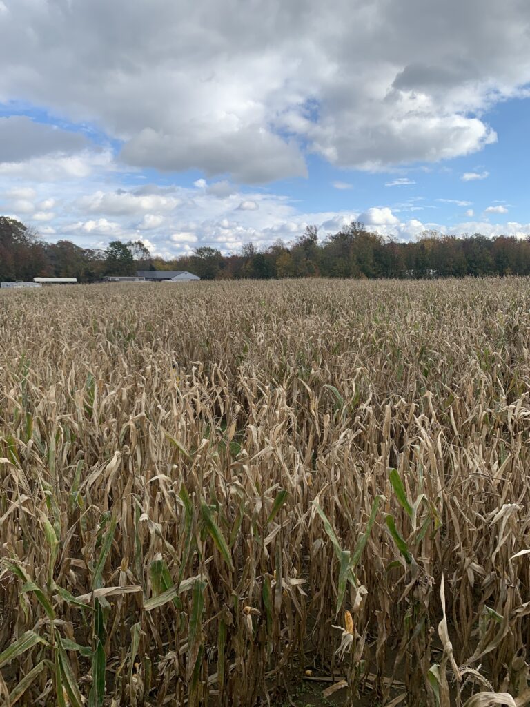 picture of the corn maze from the lookout bridge at happy day farm