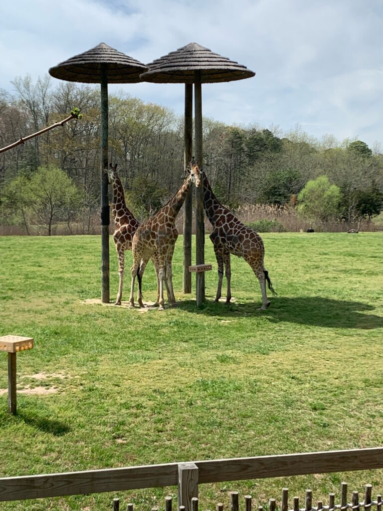Cape May Zoo in NJ